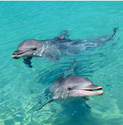 Diving with Dolphins