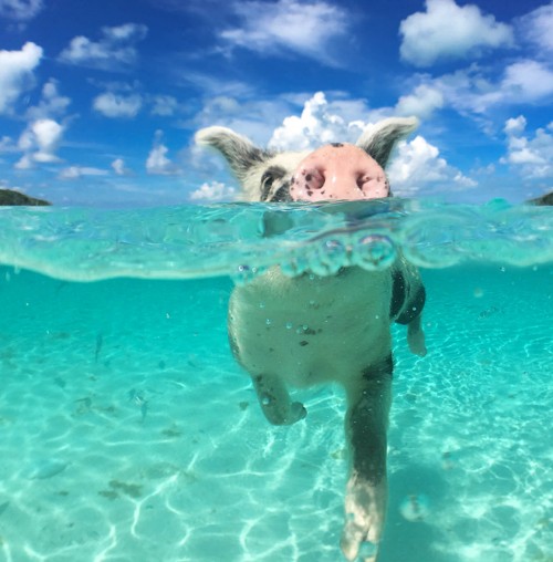 Swimming with Pigs