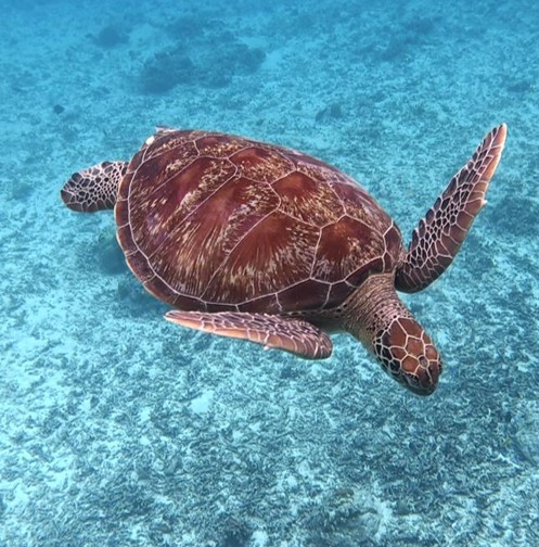 Dive with Turtles